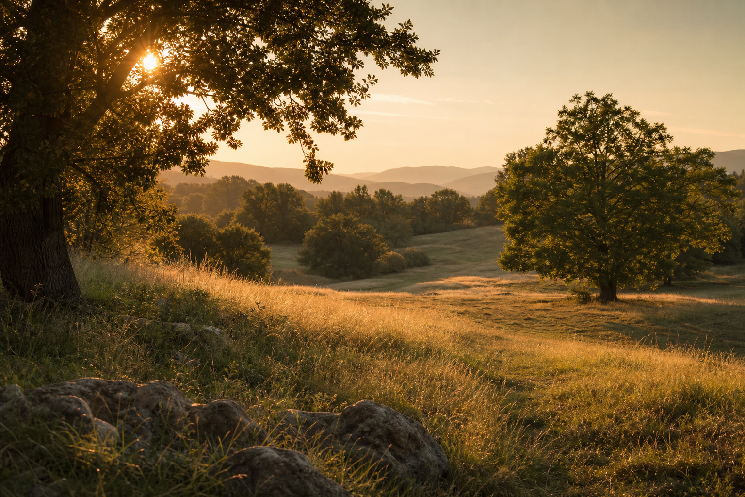 Golden sunlight over a quiet countryside field and trees